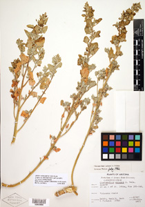 Herbarium Sheet of 